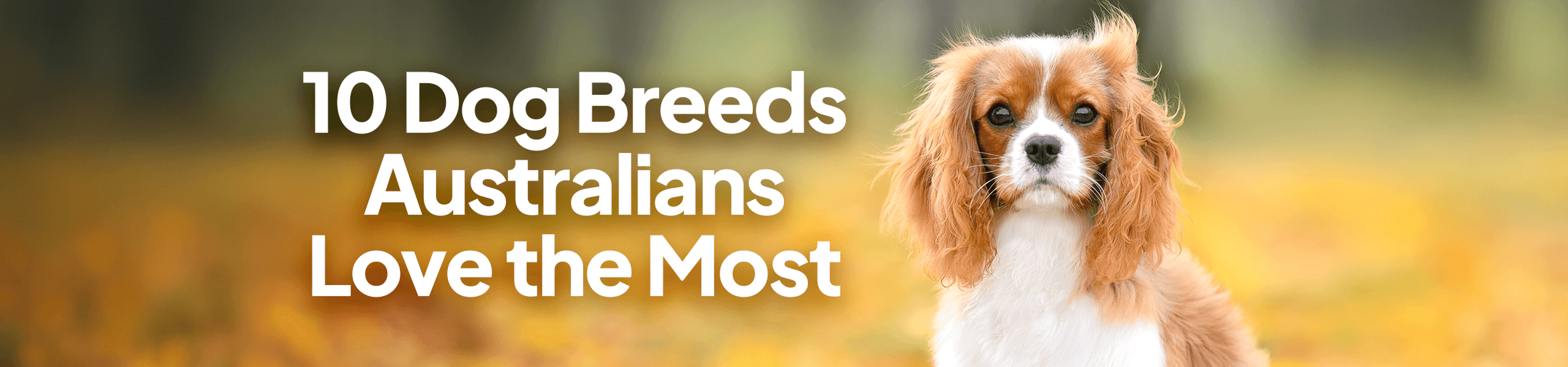 Dog Breeds Australians Love