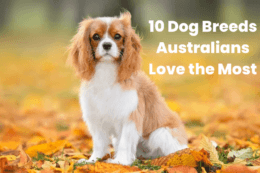 Dog Breeds Australians Love thumbnail