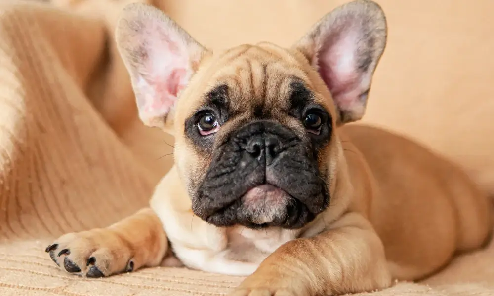 French Bulldog 3rd most loved dogs by Aussies