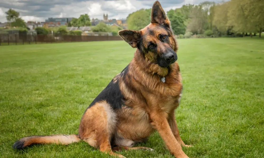 German Shepherd 4th most loved dog by Aussies