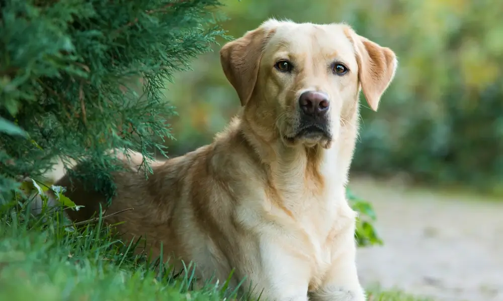 Labrador 1st most loved dog by Aussies