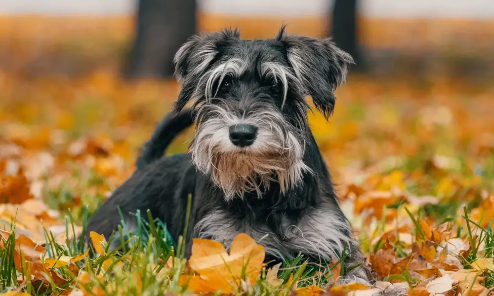 Miniature Schnauzer 10th most loved dog by Aussies