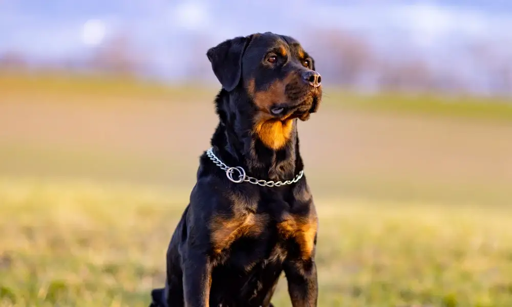 Rottweiler 9th most loved dog by Aussies