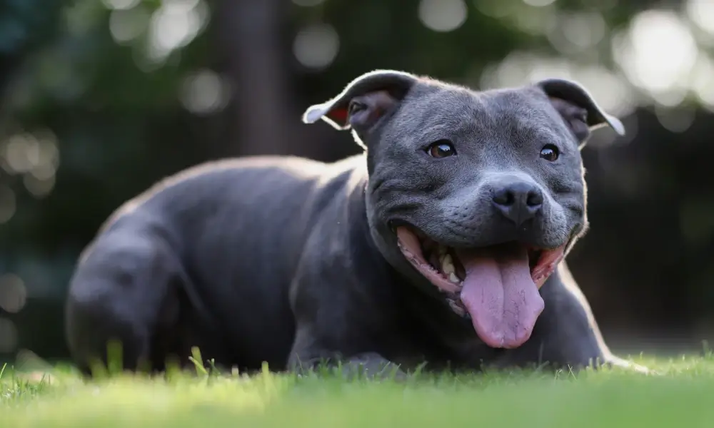 Staffordshire Bull Terrier 2nd most loved dog by Aussies