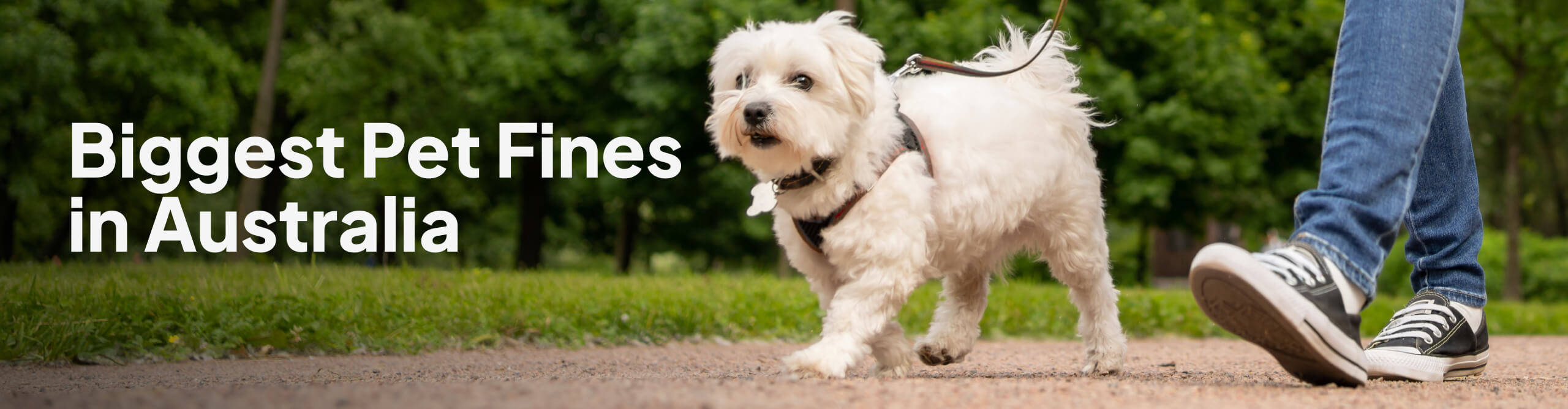 Biggest Pet Fines in Australia