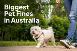 Biggest Pet Related Fines in Australia