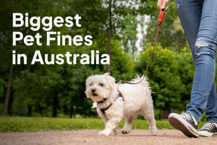 Biggest Pet Related Fines in Australia