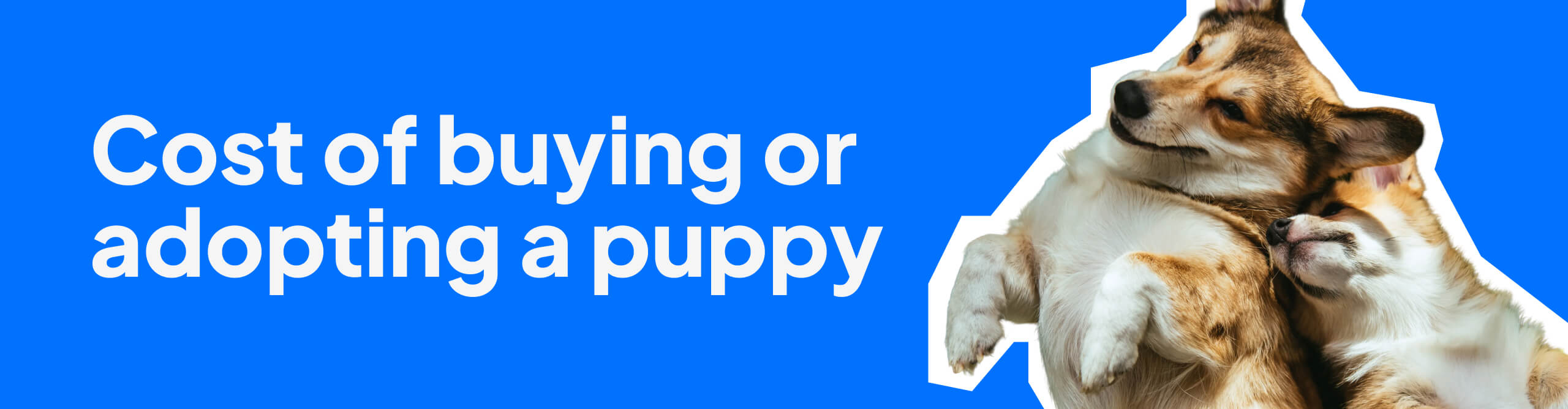 Wide banner showing a corgi dog and puppy with the headline “Cost of buying or adopting a puppy” on a blue background.