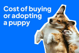 Corgi dog and puppy beside the headline “Cost of buying or adopting a puppy” on a blue background.