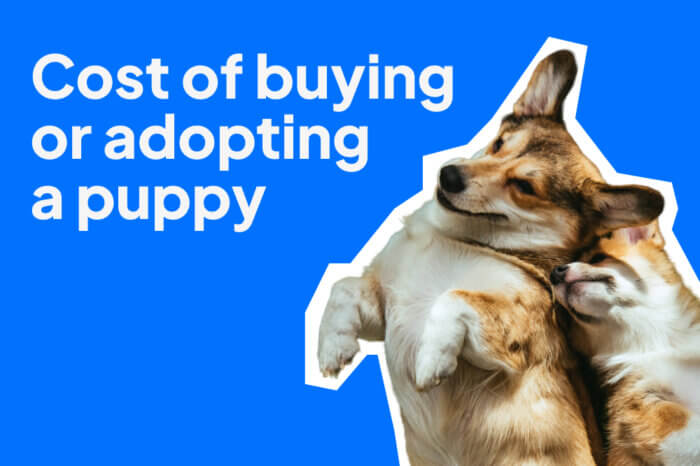 Corgi dog and puppy beside the headline “Cost of buying or adopting a puppy” on a blue background.